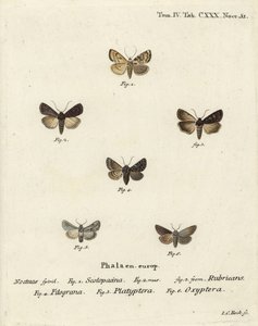 Papillon de jardin, Euxoa nigricans 1-3, Hadena filograna 4, brocart d