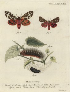 Phalène tigre du jardin ou grande phalène tigre, Arctia caja