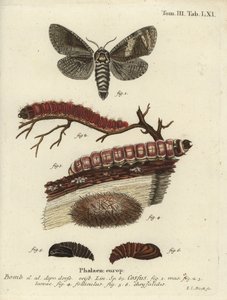 Papillon de la chèvre, Cossus cossus