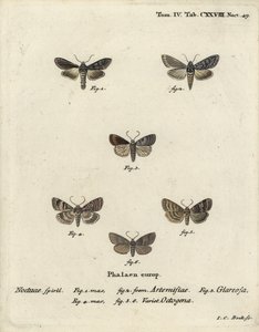 Requin vert argenté, Cucullia argentea 1,2, rustique automnal, Eugnorisma glareosa 4, figure de quatre-vingts, Tethea ocularis 4-6. Gravure sur cuivre colorée à la main par Johann Carl Bock d