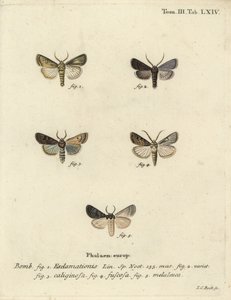 Phalène cœur et flèche, phalène navet et nuage d