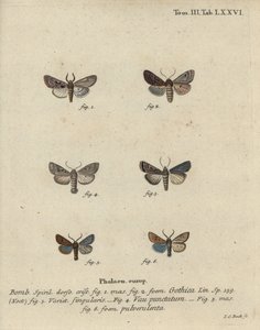 Caractère hébreu, châtaigne noire, petit phalène quaker, etc.