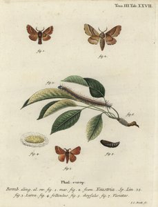 Malacosoma neustria