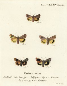 Lunar yellow underwing, Noctua orbona 1, et lesser broad-bordered yellow underwing ou Langmaid