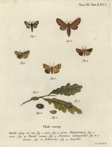 Papillon Malacosoma franconicum et feston, Apoda limacodes - Johann Carl Bock