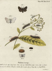 Diaphora mendica