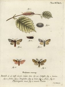 Papillon tussock de noisetier et proéminent plumeux