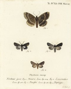 Mormo maura, Aedia leucomelas, Dypterygia scabriuscula. Gravure sur cuivre coloriée à la main par Johann Carl Bock d
