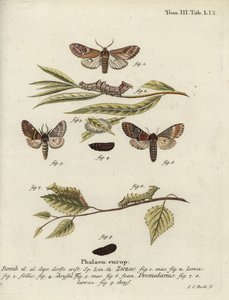 Prominent galet et prominent de fer - Johann Carl Bock