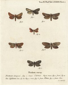 Pharmacis carna, Triodia sylvina, Phymatopus hecta. Gravure sur cuivre coloriée à la main par Johann Carl Bock d