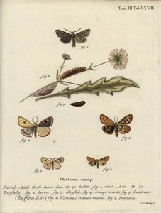 Red-line quaker, clouded buff et flounced chestnut - Johann Carl Bock