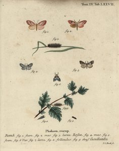 Rosy footman et papillon à manteau court - Johann Carl Bock