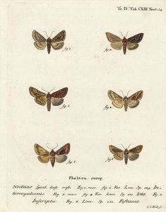 Rare Y argenté, Syngrapha interrogationis 1,2, Y doré uni, Autographa jota 3-5, tache dorée, Plusia festucae 6. Gravure à la main en cuivre par Johann Carl Bock d