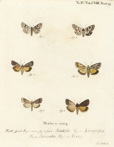 Trèfle tacheté, Schinia scutosa 1,2, Epilecta linogrisea 3, sous-aile de Guernesey, Polyphaenis sericata 4, et sous-aile de paille, Thalpophila matura 5,6. Gravure à la main en cuivre par Johann Carl Bock d