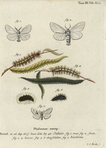 Papillons satin blanc et proéminent blanc