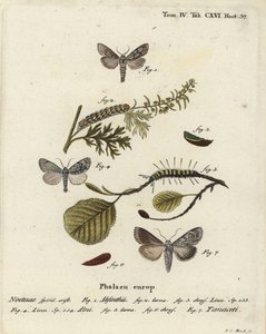 Papillon de l