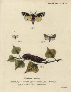 Papillon tigre jaune, larve d
