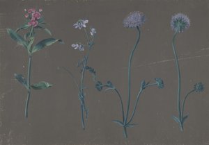 Étude de trois fleurs, 1781