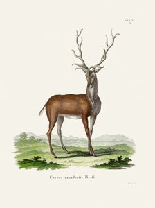 Elk  Par Johann Christian Daniel Von Schreber. - Johann Christian Daniel Von Schreber