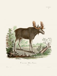 Moose, de Johann Christian Daniel von Schreber. - Johann Christian Daniel Von Schreber