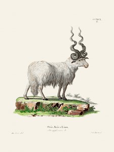 Ovis Aries, par Johann Andreas Wagener et Johann Christian Daniel Von Schreber. - Johann Christian Daniel Von Schreber