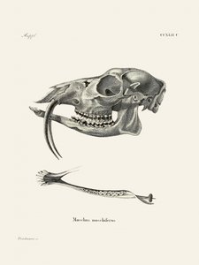 Le cerf musqué de Sibérie, par Johann Andreas Wagener et Johann Christian Daniel Von Schreber. - Johann Christian Daniel Von Schreber