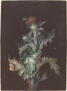 Chardon avec insectes, vers 1755