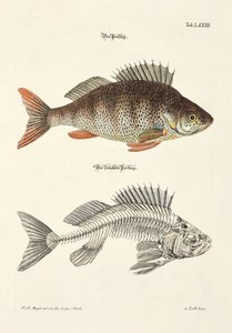  - Johann Daniel Meyer