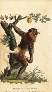 Singe nasique, Nasalis larvatus. En danger - Johann Eberhard Ihle
