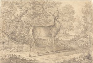 Un jeune cerf splendide devant une clôture en osier