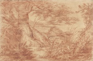 Plantes et herbes près de vieux troncs de saules