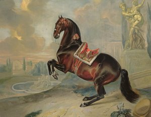 Le cheval bai foncé 