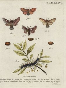 Bombyx disparate et petit bombyx disparate - Johann Georg Klinger