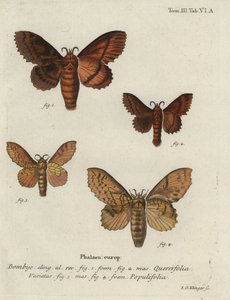 Papillons de la famille des Lasiocampidae. - Johann Georg Klinger