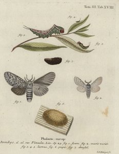 Bombyx cul-brun, Cerura vinula