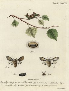 Papillon proéminent fauve, Harpyia milhauseri