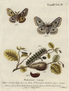Image inconnue - Johann Georg Klinger