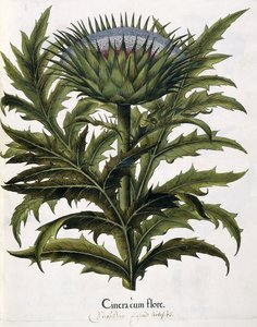 Cinera Cum Flore, 1613 - Johann Georg Ziesenis