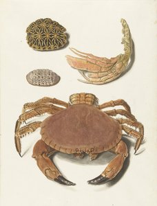 Un crabe, une pince de crabe et deux carapaces de tortues
