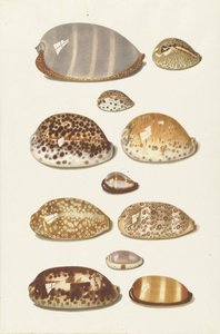 Onze grandes et petites coquilles de caurie tropicales