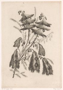 Fleurs en forme de parasol