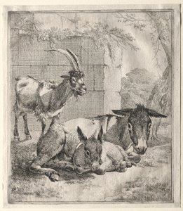 Chèvre et ânes