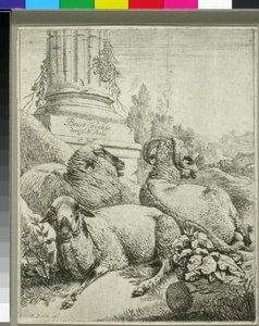 Moutons au pied d