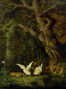 Renards et oies