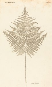 Pteris Aquilina - Johann Hieronymus Kniphof