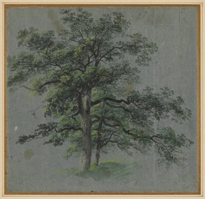Deux arbres (recto) - Johann Jacob Dorner
