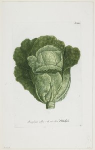 Brassica alba vel viridis, de Phytanthoza Iconographia, 1735-45