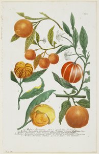 a-e Malus Aurantia etc., de Phytanthoza Iconographia, 1735-45