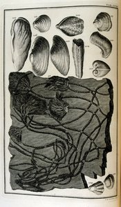 Os fossilisés représentant des animaux détruits par le grand déluge biblique - Johann Jakob Scheuchzer