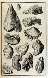 Restes fossilisés de coquillages représentant des animaux détruits par le grand déluge biblique